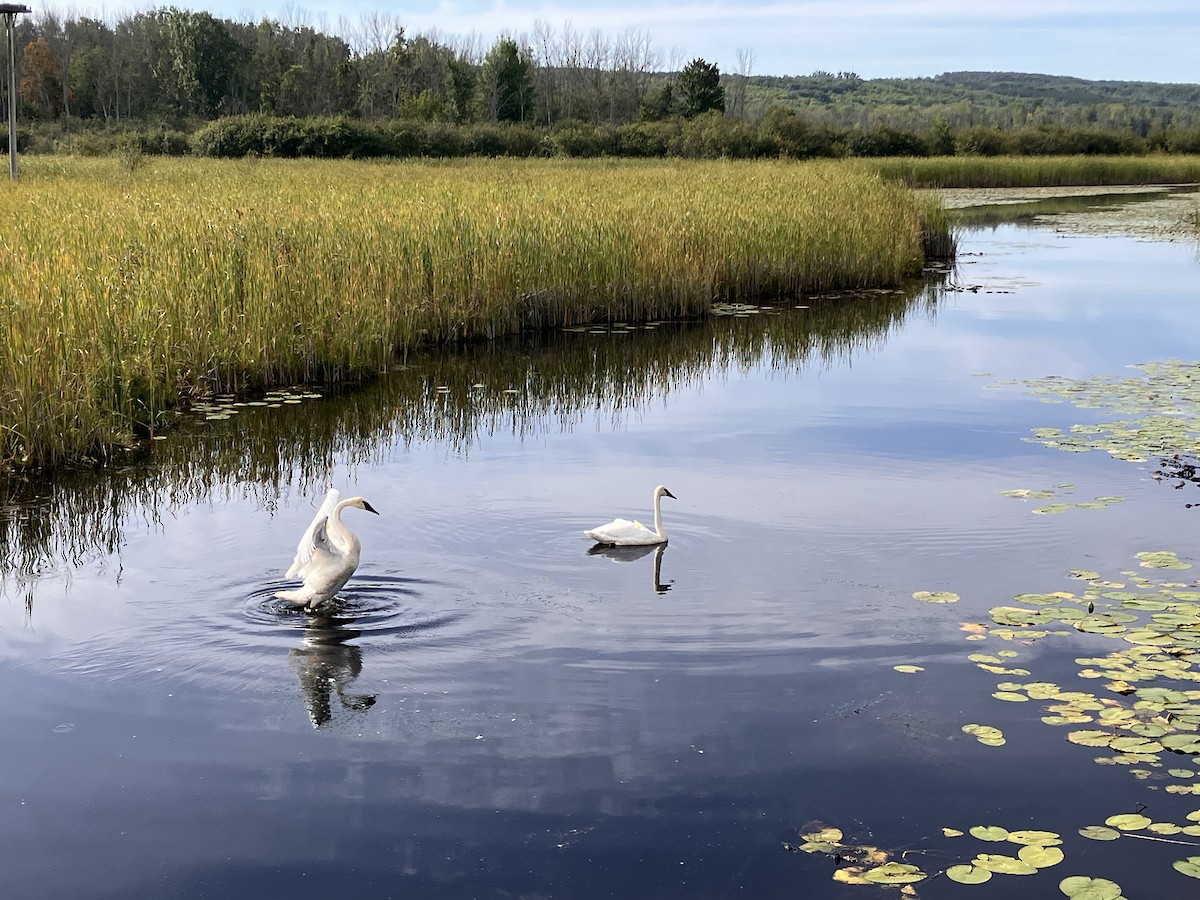 Trumpeter Swan - ML641257750