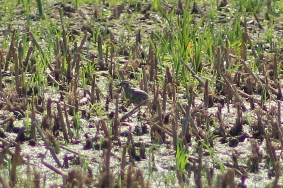American Golden-Plover - ML641257775