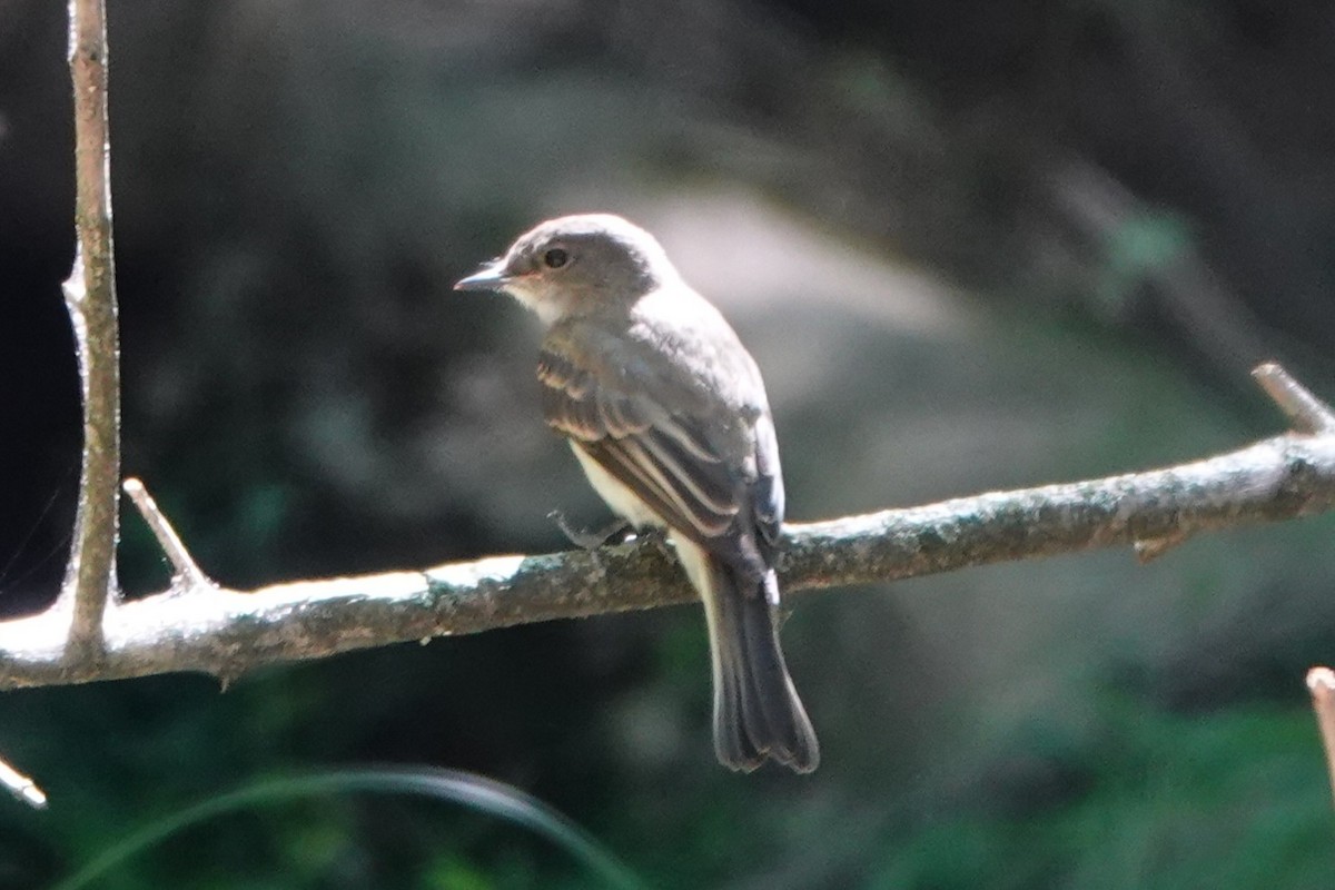 Mosquero Fibí - ML641257828