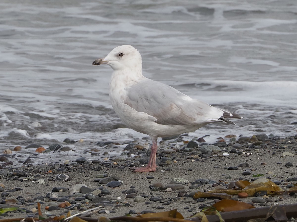 Iceland Gull (Thayer's) - ML641257831