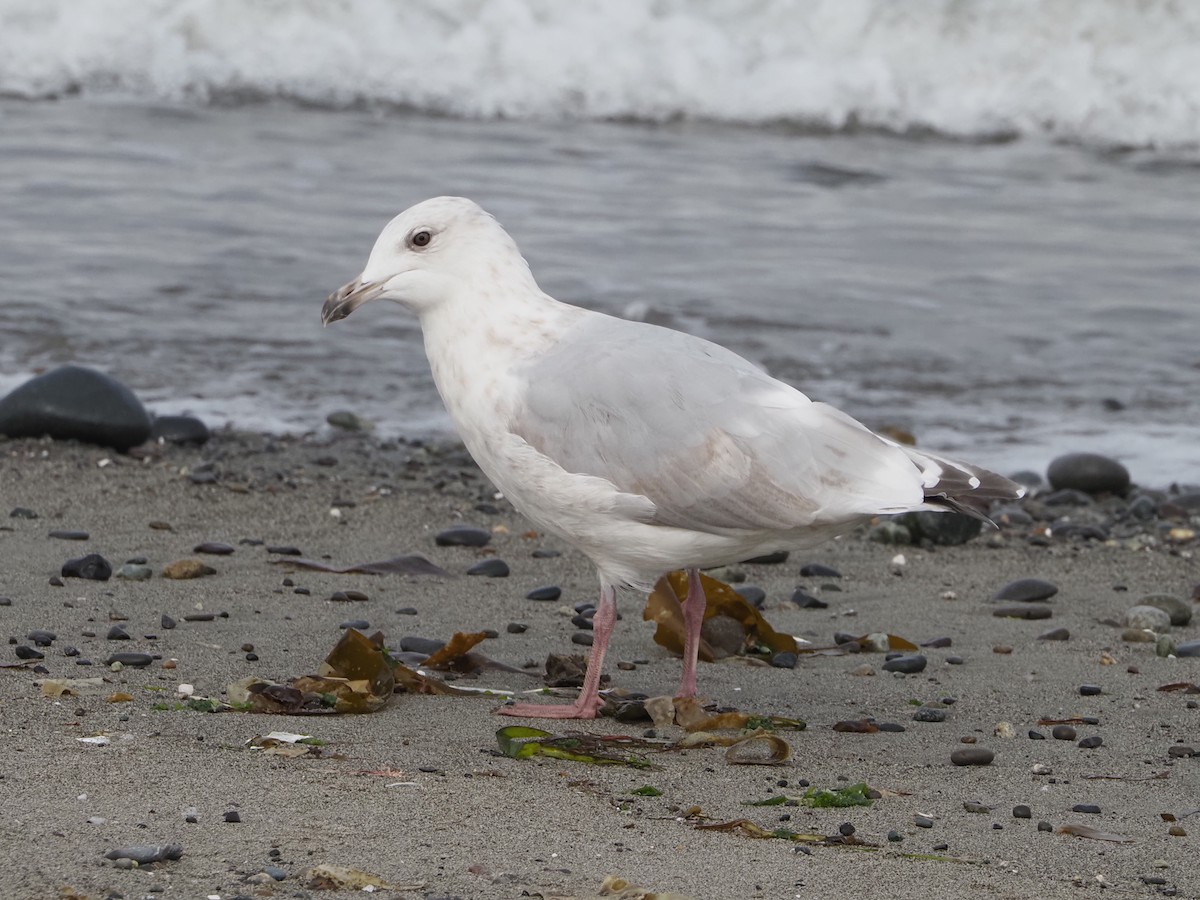 Iceland Gull (Thayer's) - ML641257843