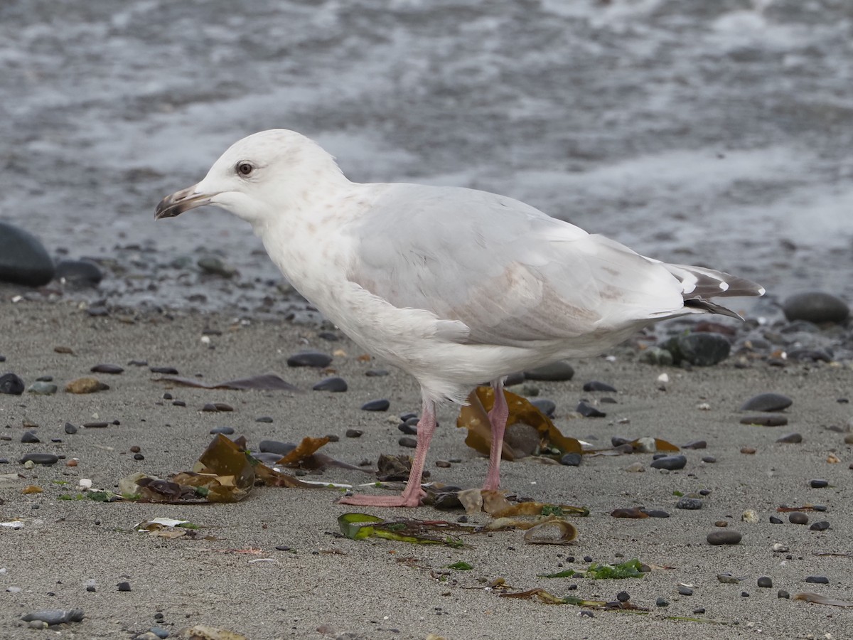 Iceland Gull (Thayer's) - ML641257848