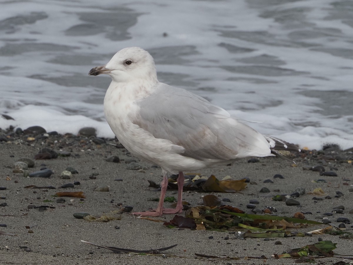 Iceland Gull (Thayer's) - ML641257861