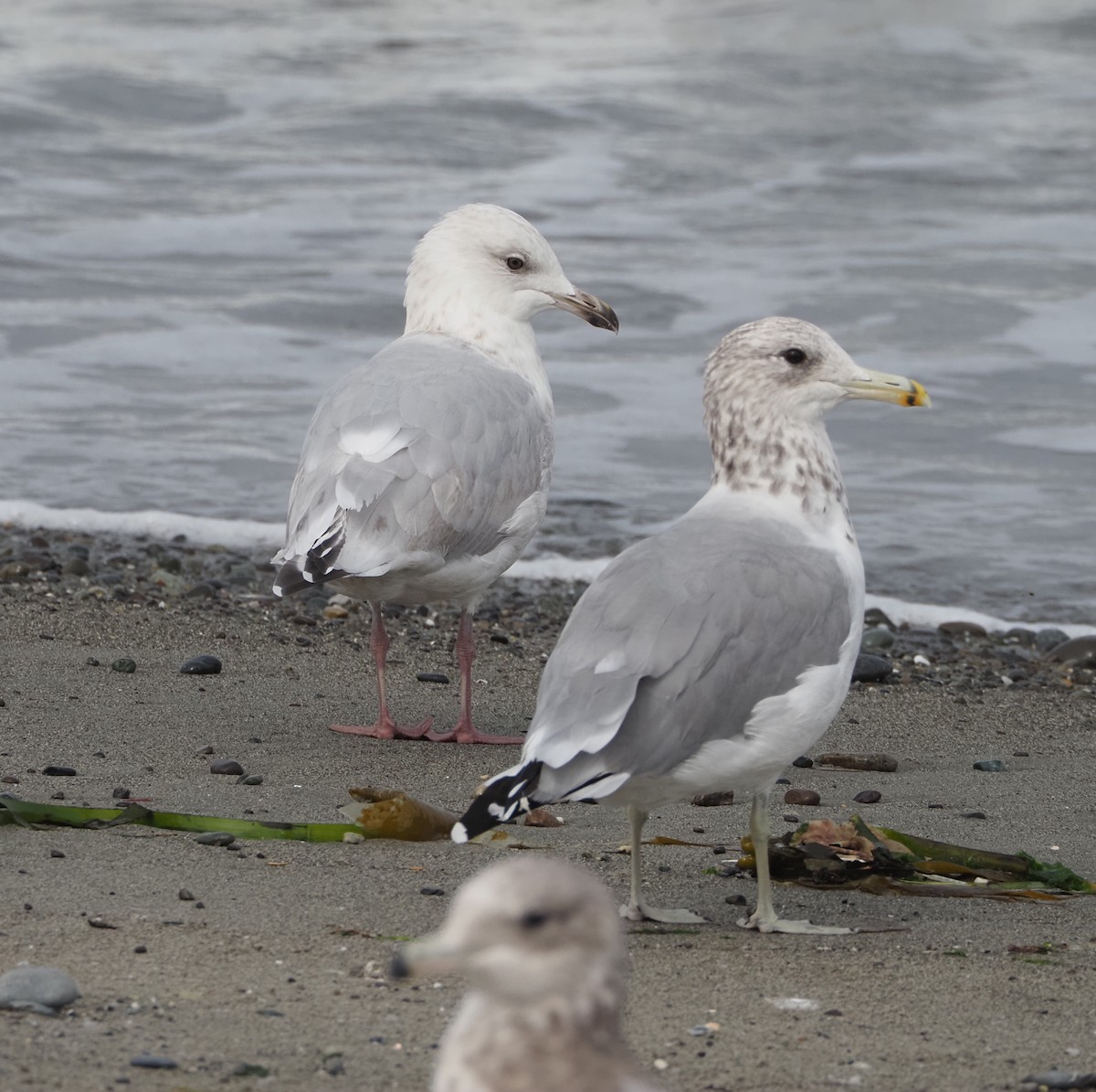 Iceland Gull (Thayer's) - ML641257865