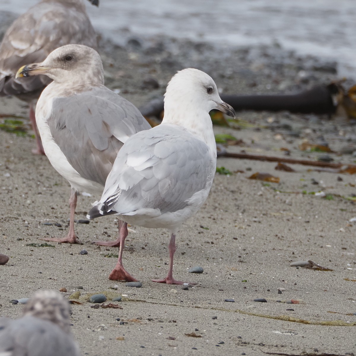 Iceland Gull (Thayer's) - ML641257873