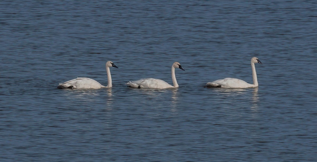Cisne Trompetero - ML641257875