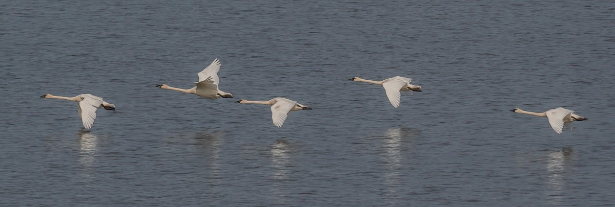 Cisne Trompetero - ML641257876