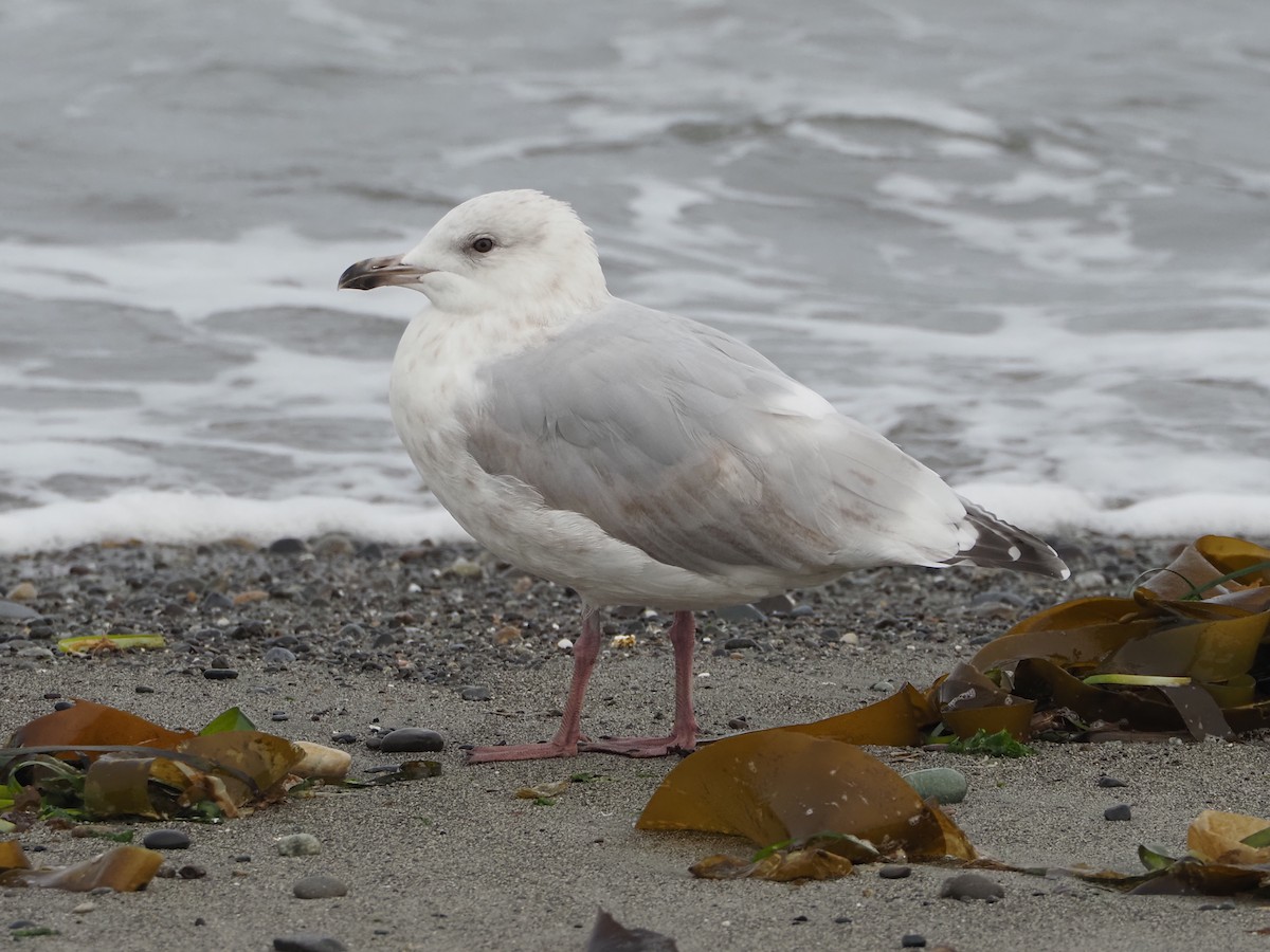 Iceland Gull (Thayer's) - ML641257899