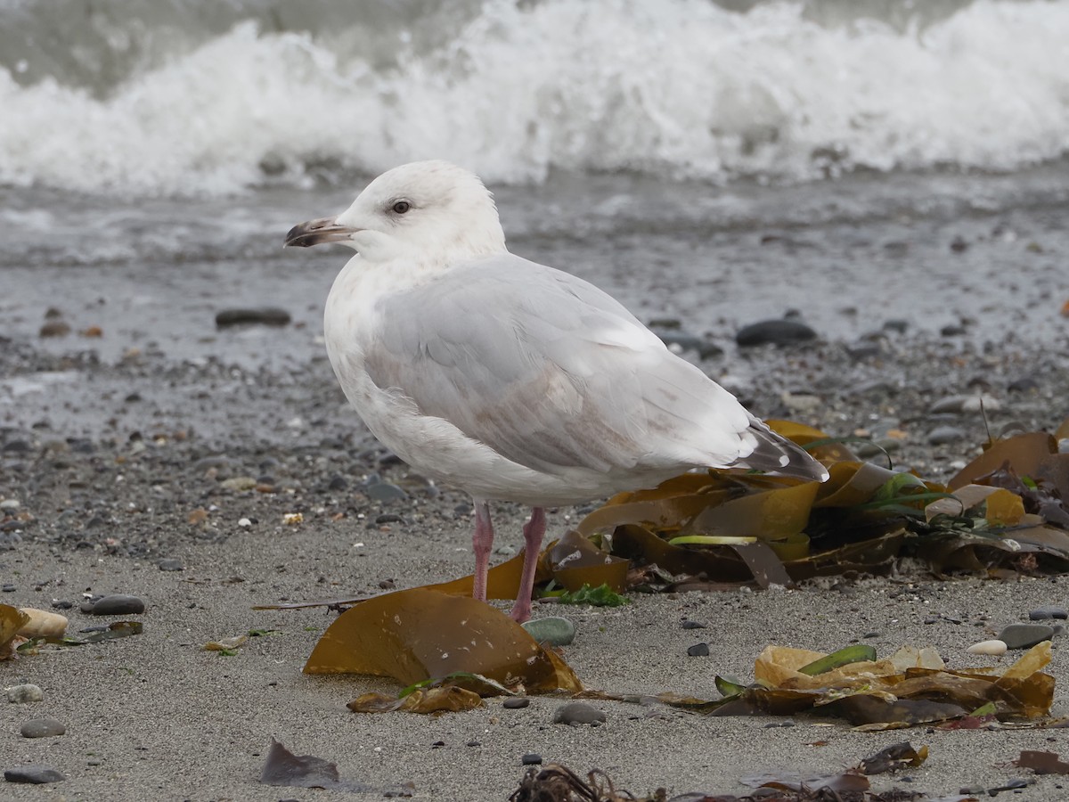 Iceland Gull (Thayer's) - ML641257944