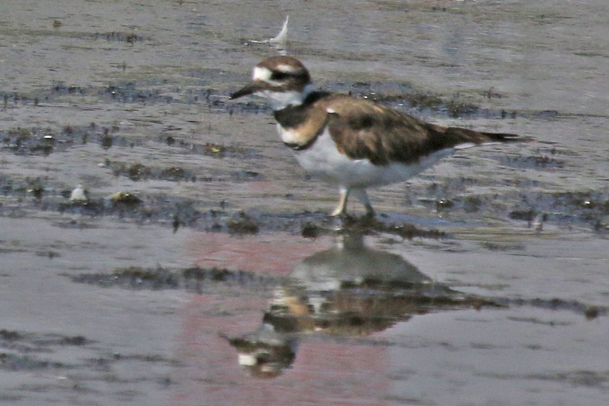 Killdeer - ML641257947