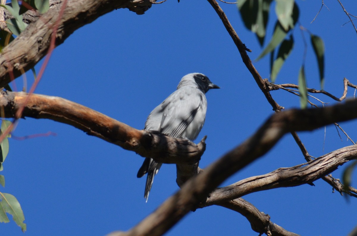 Black-faced Cuckooshrike - ML641257948
