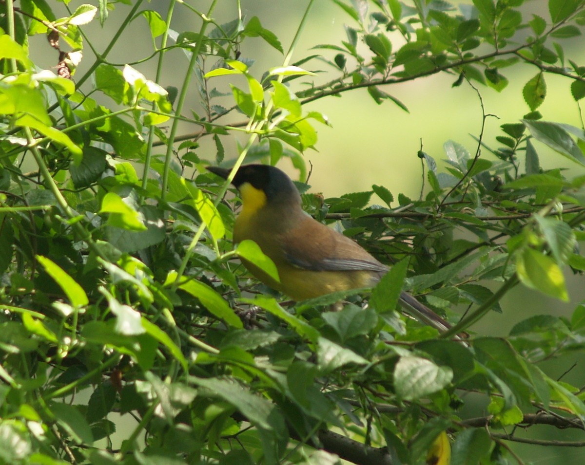 Blue-crowned Laughingthrush - ML641257957