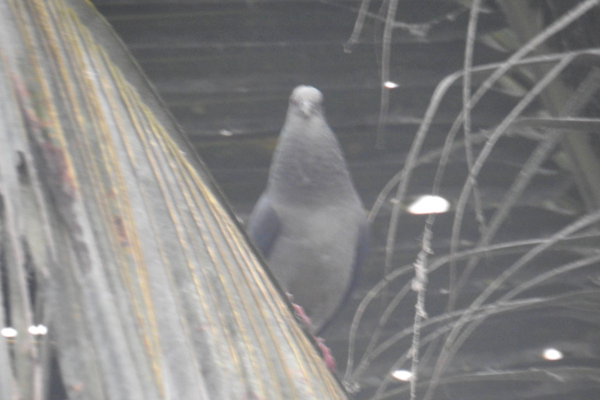 Sao Tome Pigeon - ML641257979