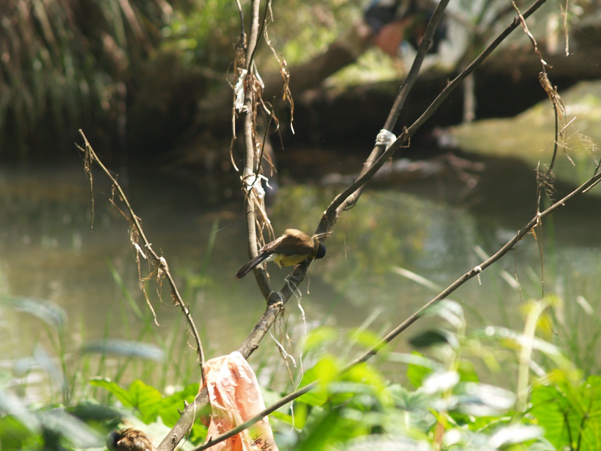 Blue-crowned Laughingthrush - ML641257989