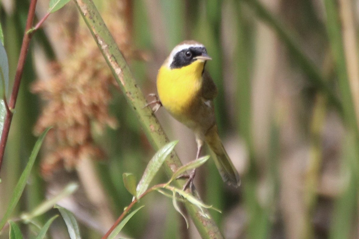 Common Yellowthroat - ML641258017