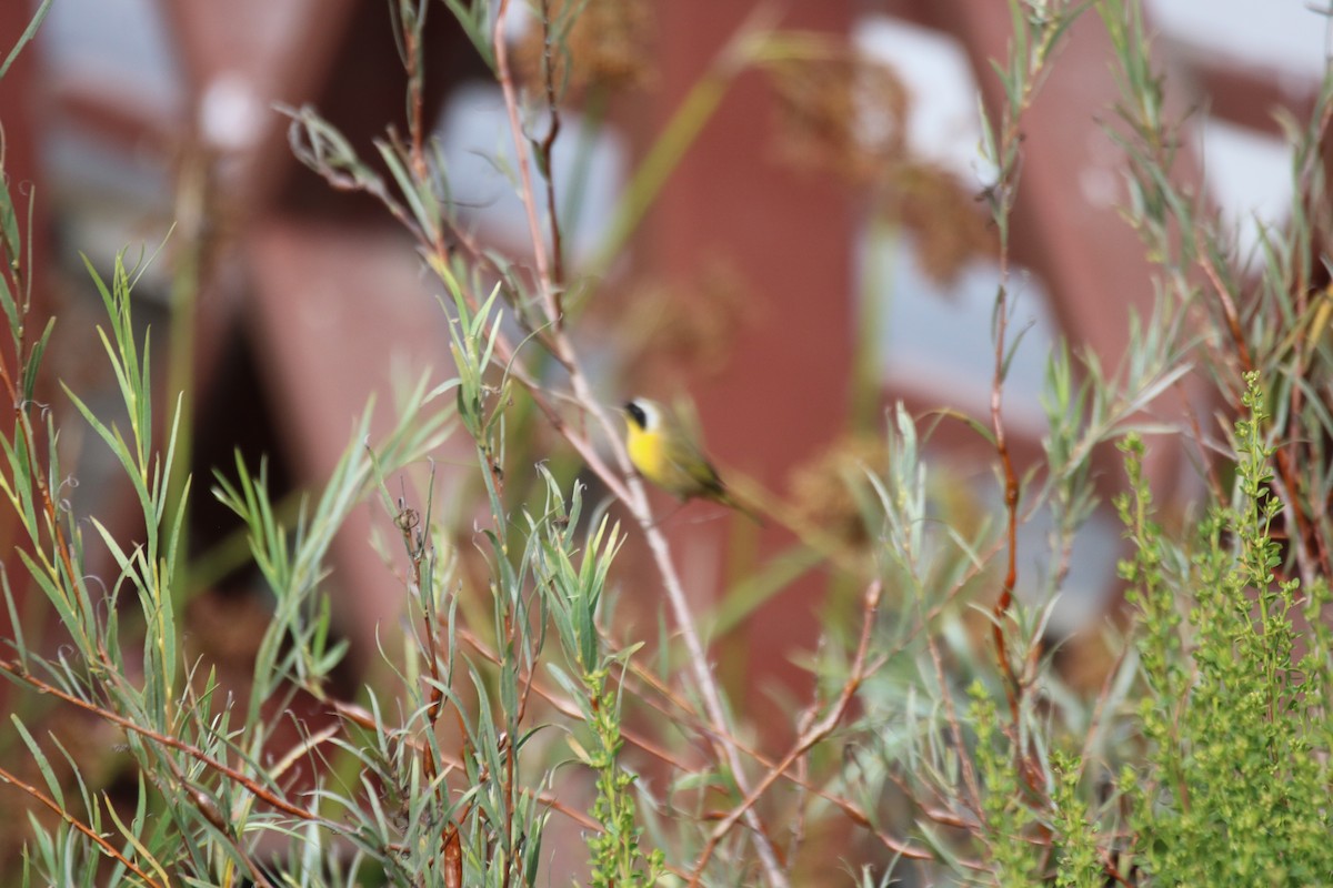 Common Yellowthroat - ML641258022