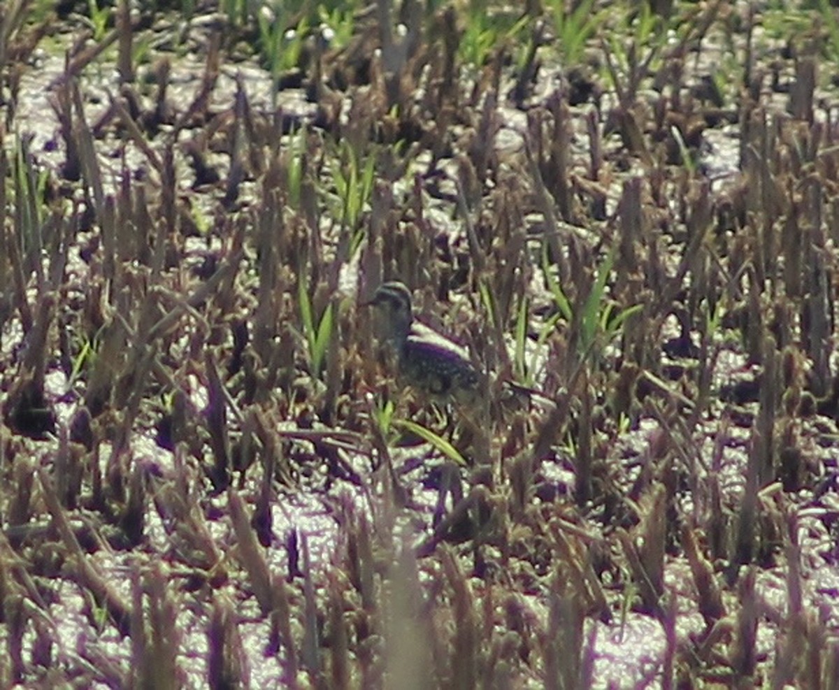 American Golden-Plover - ML641258051