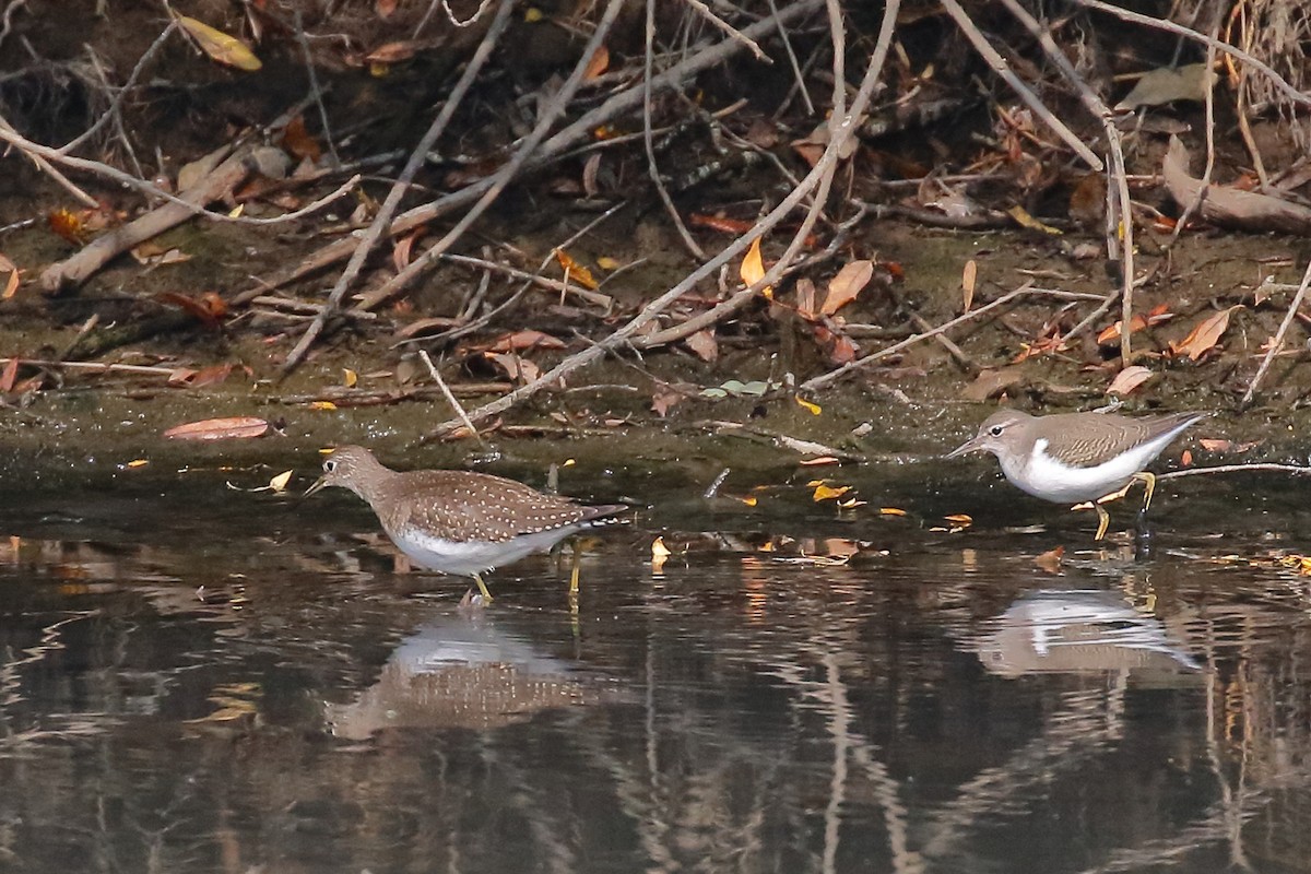 Spotted Sandpiper - ML641258091