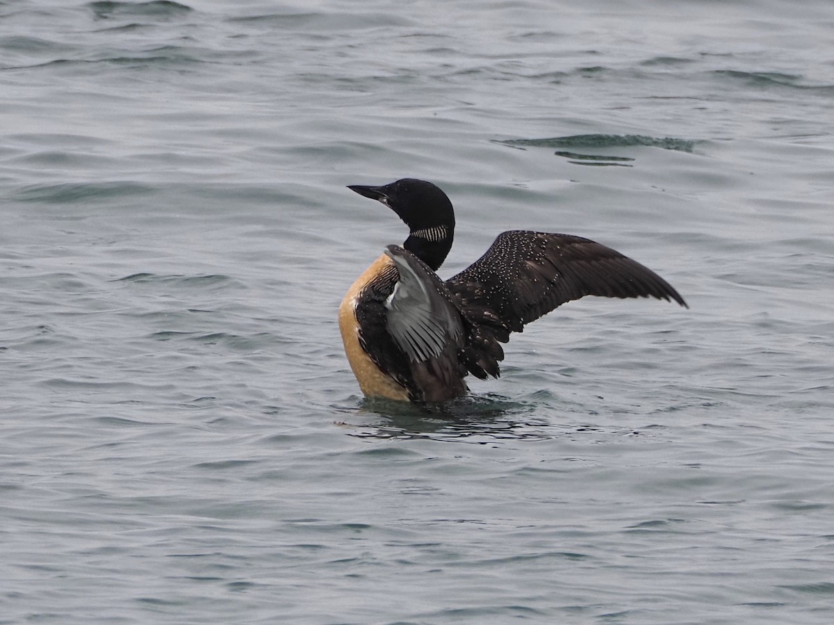 Common Loon - ML641258156