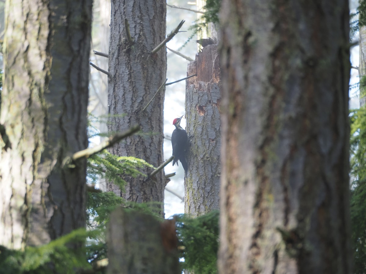 Pileated Woodpecker - ML641258187