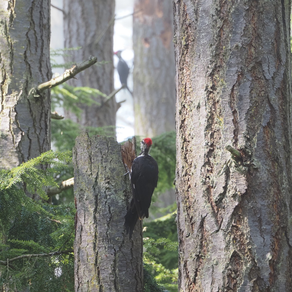 Pileated Woodpecker - ML641258195