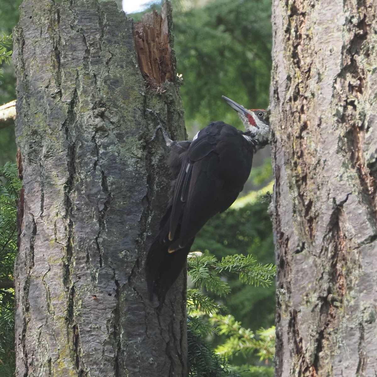 Pileated Woodpecker - ML641258207