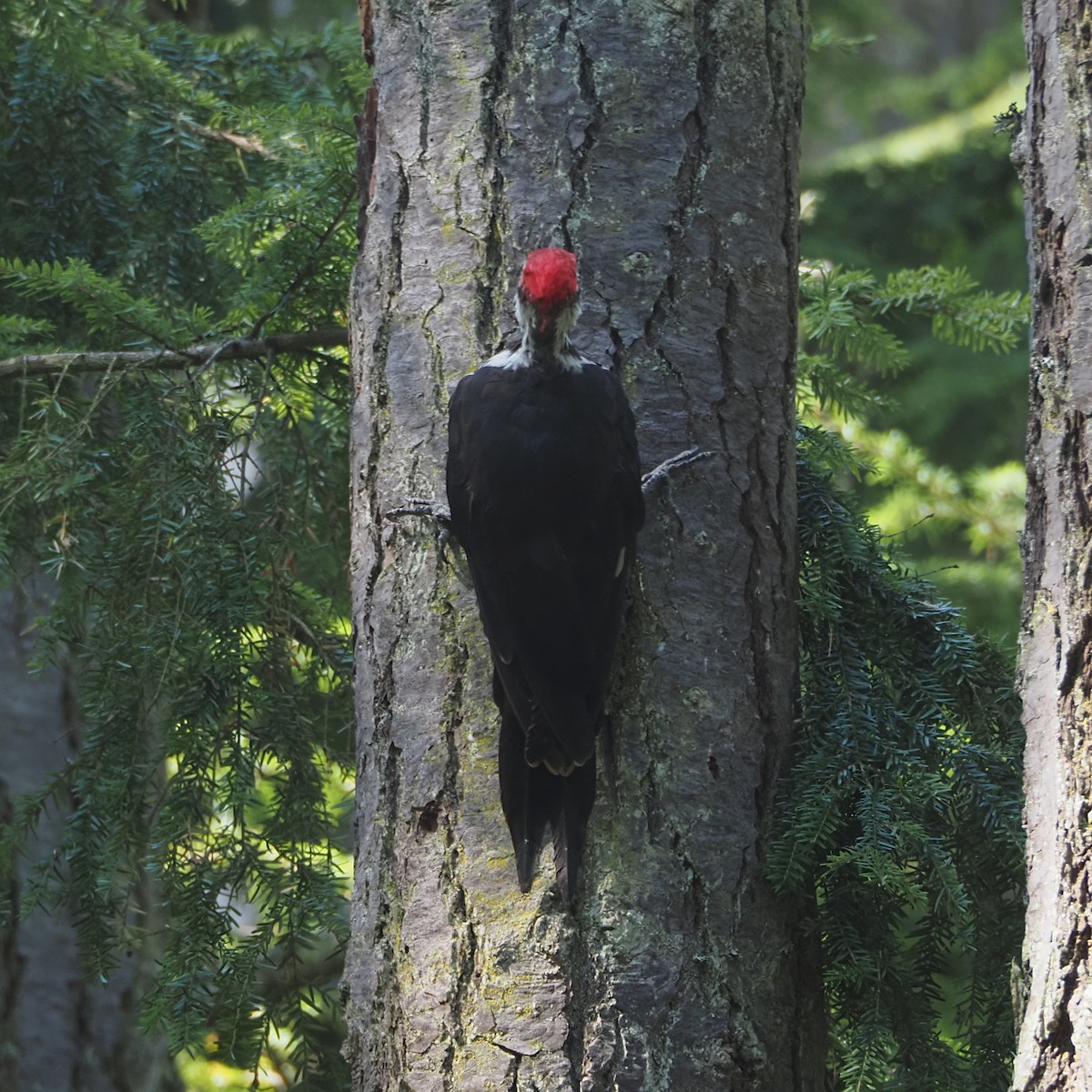 Pileated Woodpecker - ML641258209