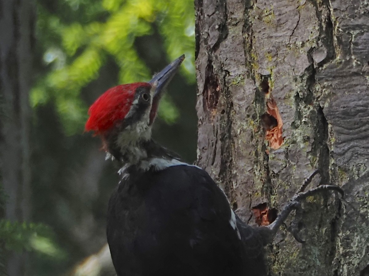 Pileated Woodpecker - ML641258224