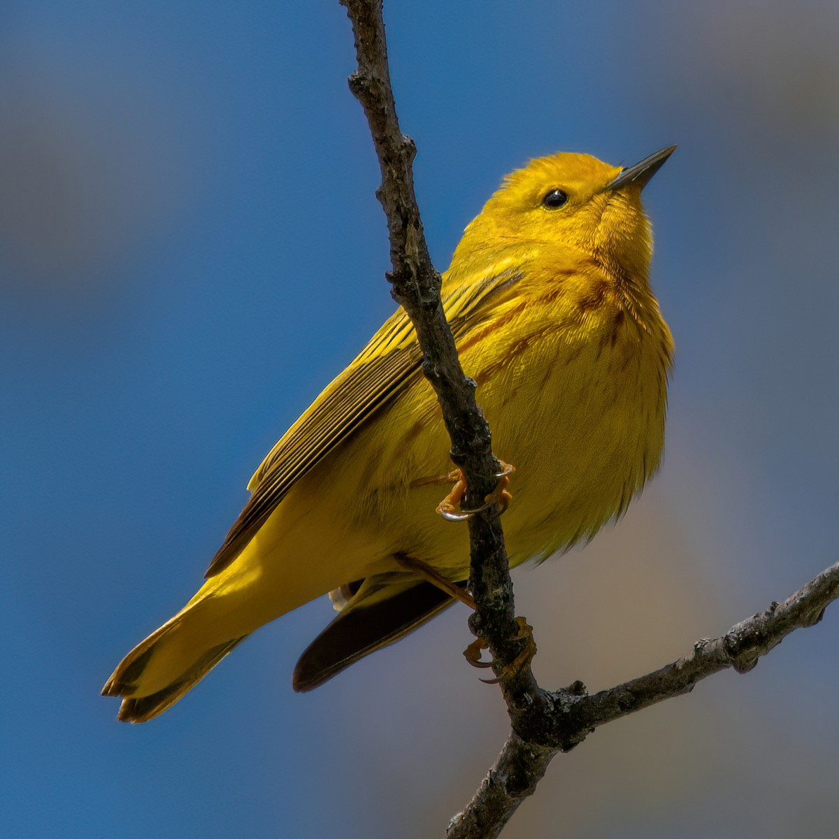 Northern Yellow Warbler - ML641258225