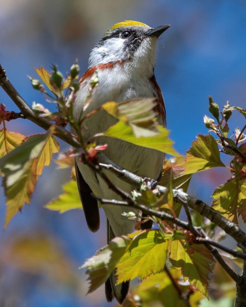 Chestnut-sided Warbler - ML641258231