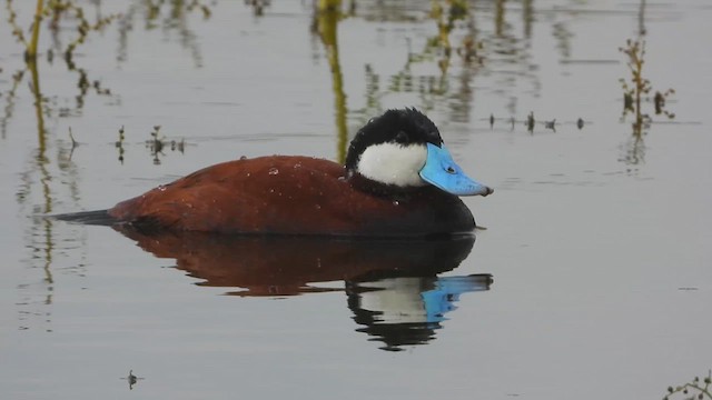 Ruddy Duck - ML641258239