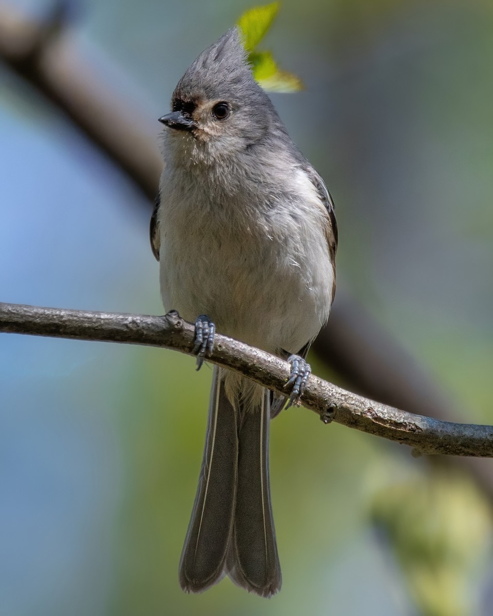 Tufted Titmouse - ML641258248