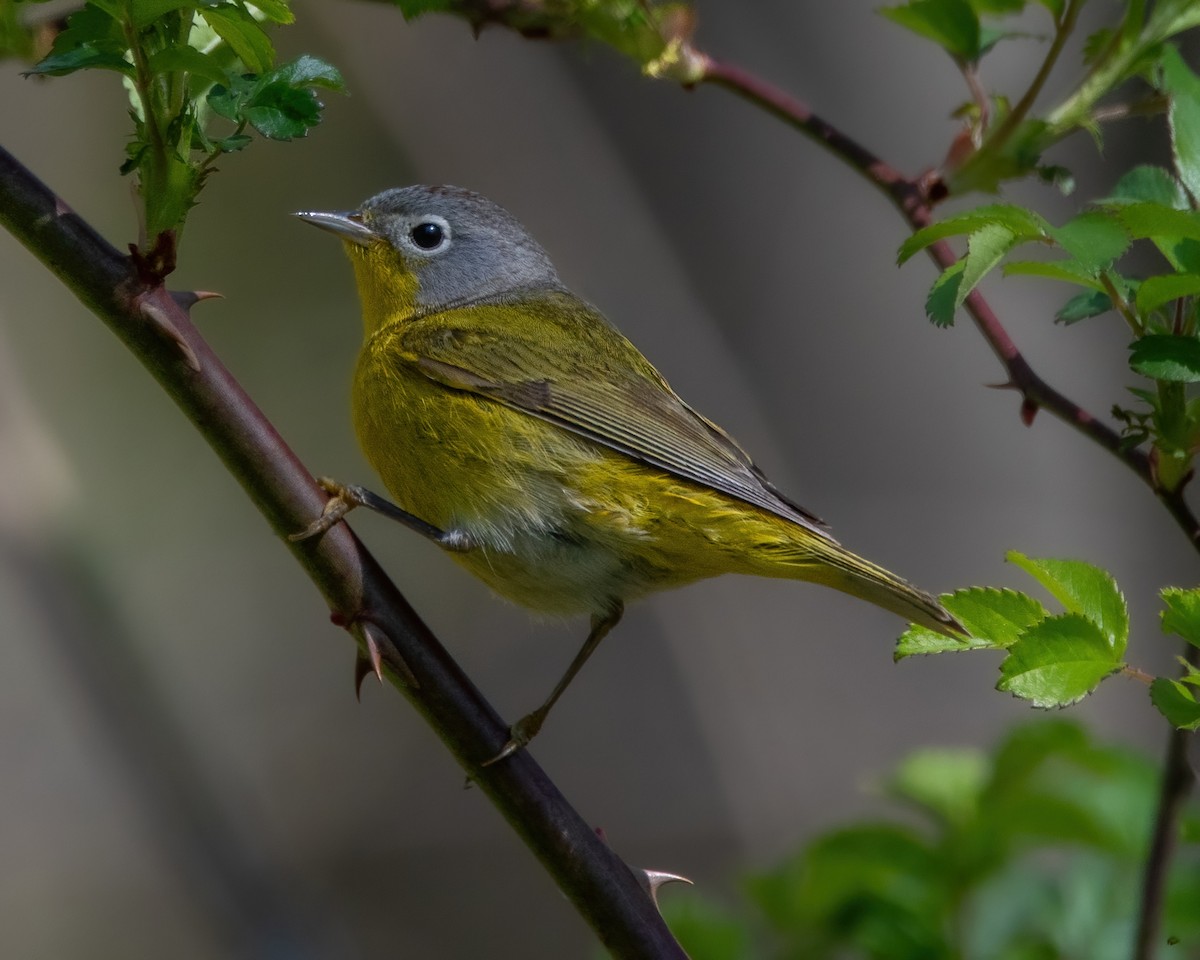 Nashville Warbler - ML641258258