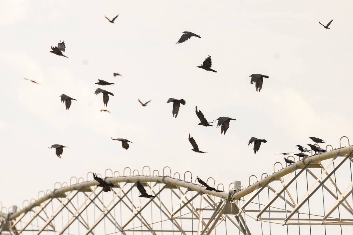 raven sp. - ML641258260