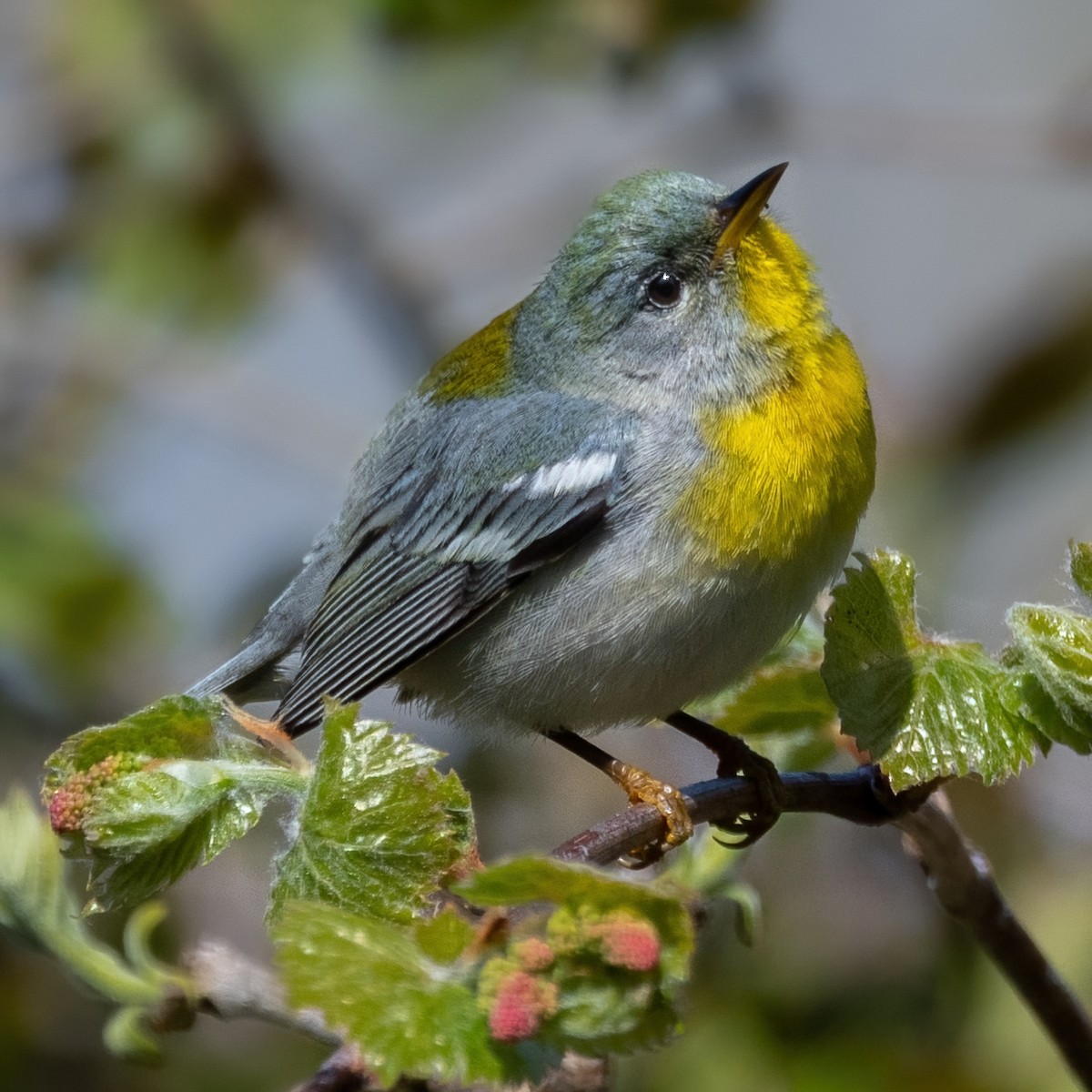 Northern Parula - ML641258262