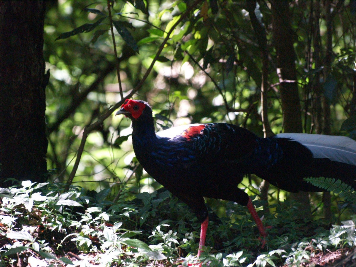 Swinhoe's Pheasant - ML641258281