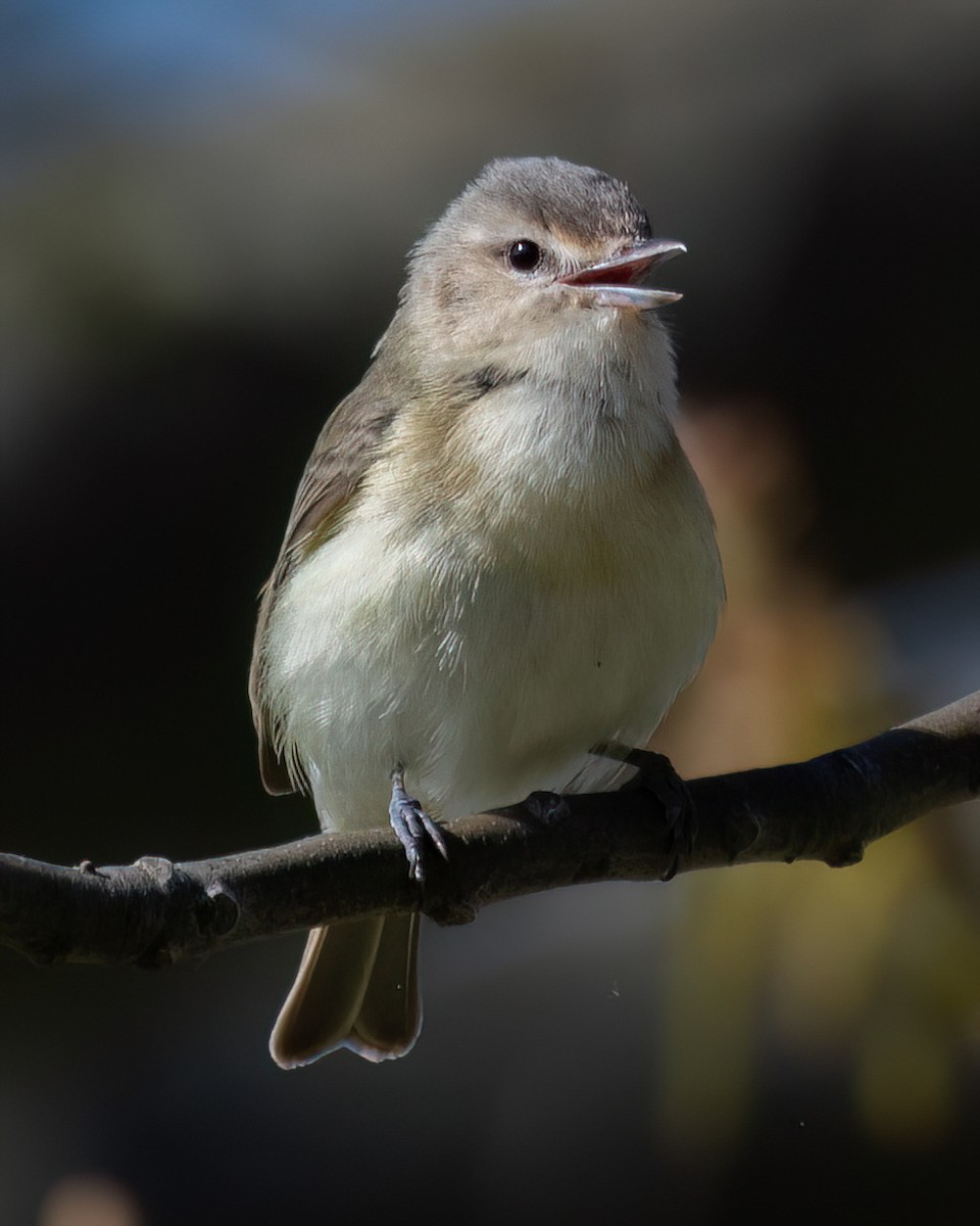 Eastern Warbling Vireo - ML641258282