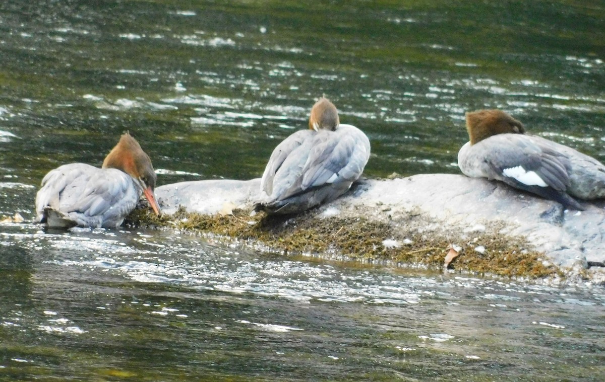 Common Merganser - ML641258308