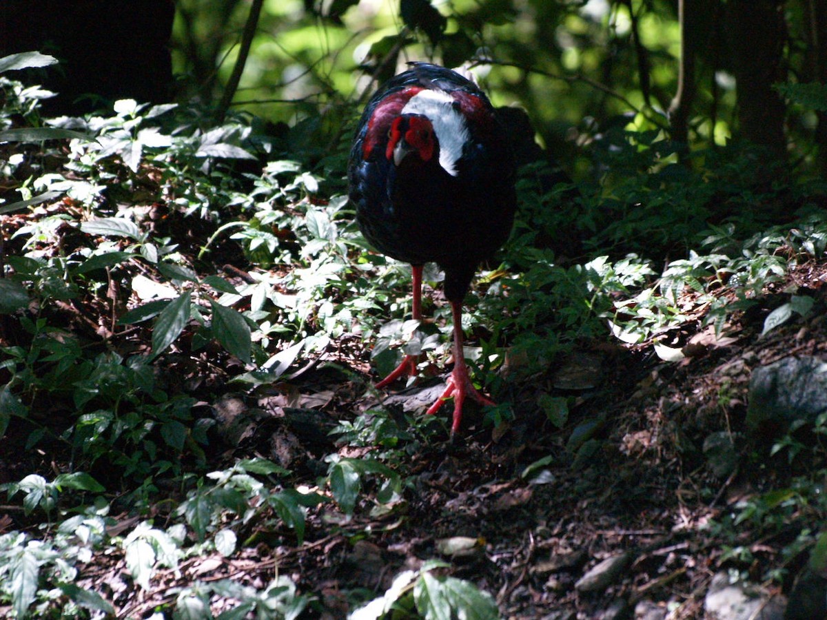 Swinhoe's Pheasant - ML641258311