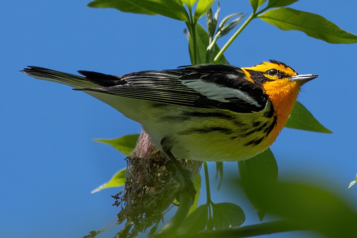Blackburnian Warbler - ML641258315