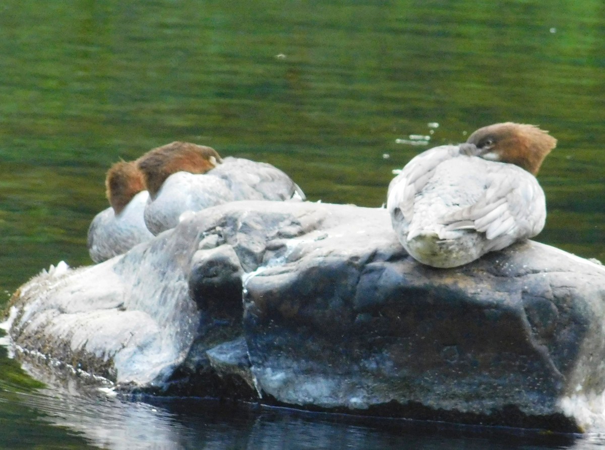 Common Merganser - ML641258316