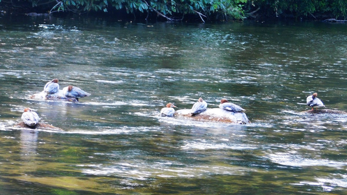 Common Merganser - ML641258320