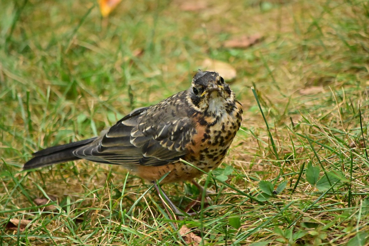 American Robin - ML641258348