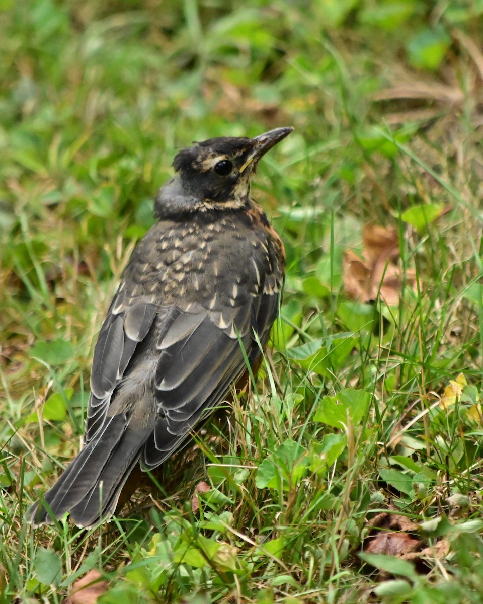 American Robin - ML641258397