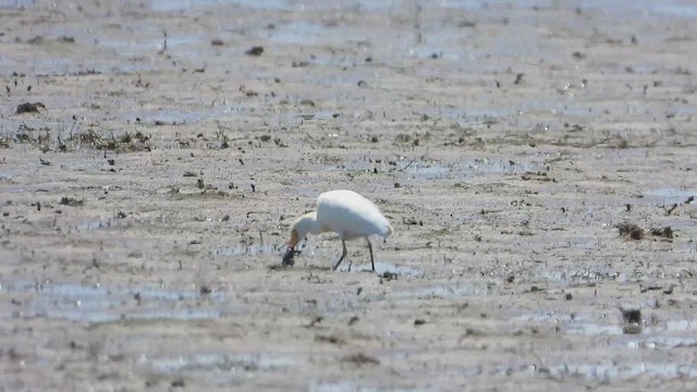 Western Cattle-Egret - ML641258420