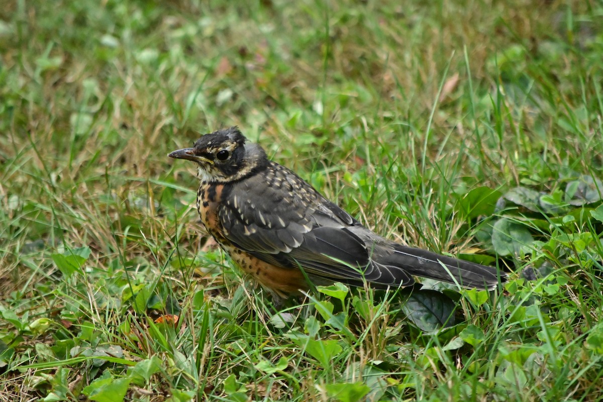American Robin - ML641258425