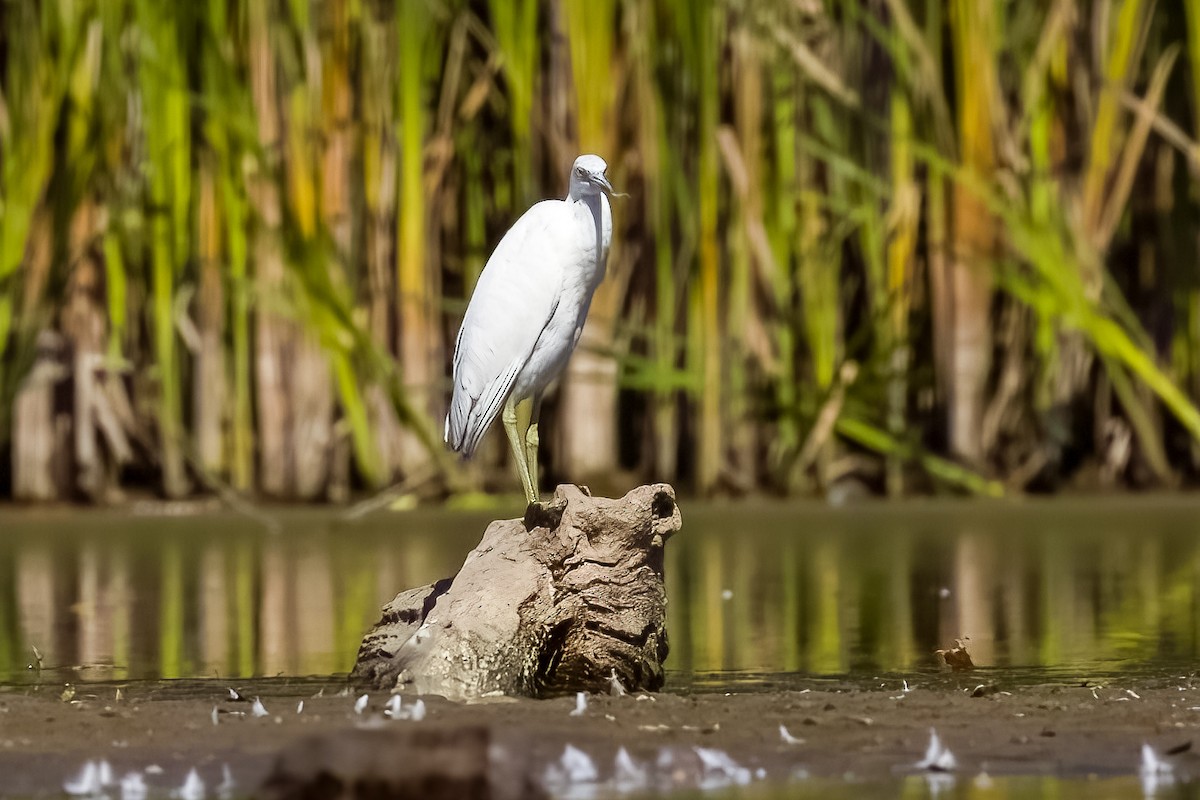 Little Blue Heron - ML641258441