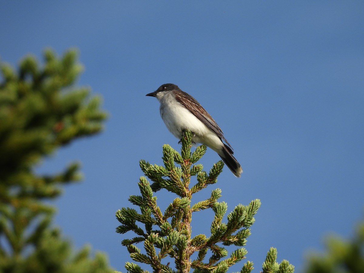Eastern Kingbird - ML641258486