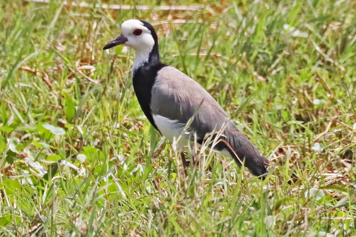 langtåvipe - ML641258501