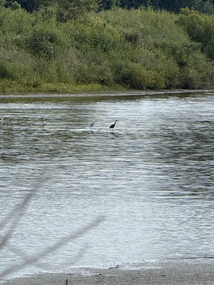 Little Blue Heron - ML641258506